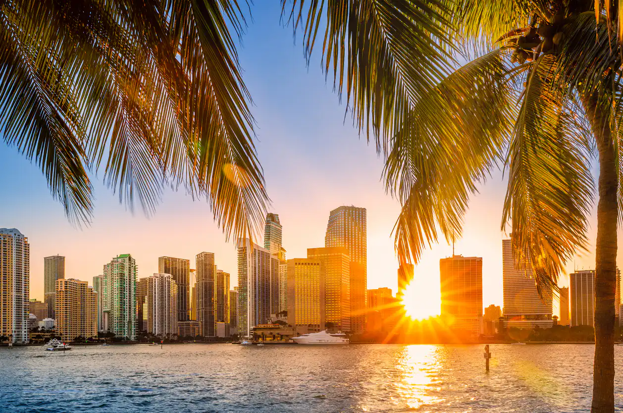 Miami skyline with palm trees